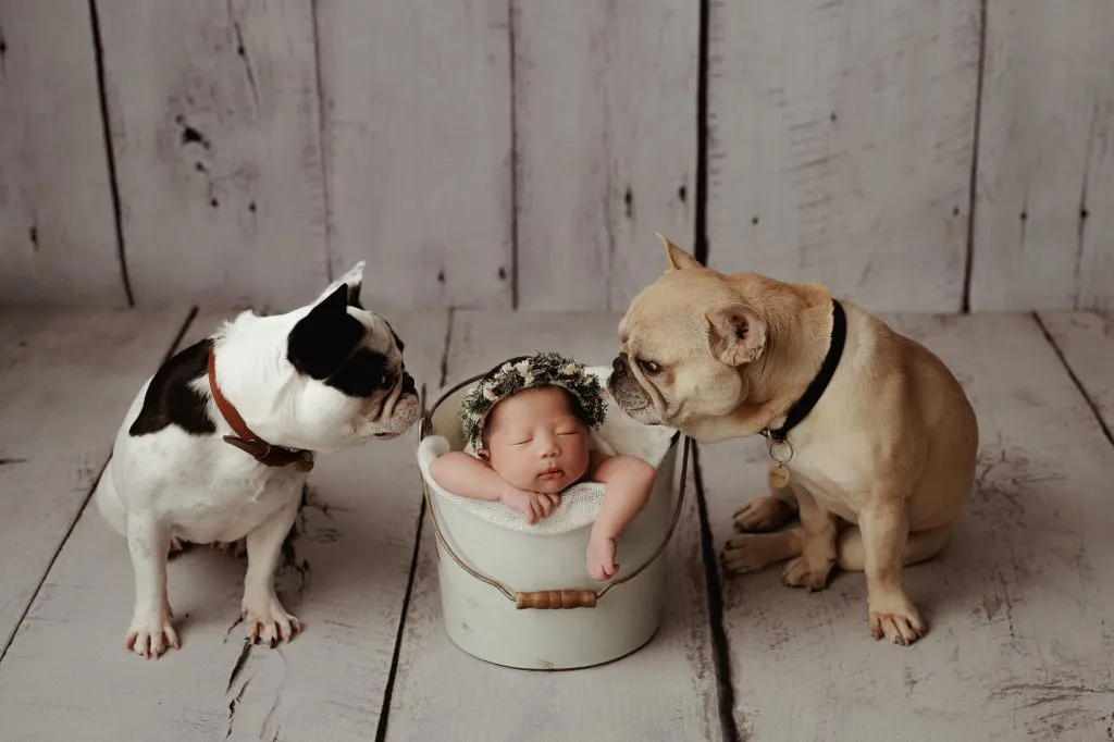 Scarlett | 12 days 6 Scarlett 105 web